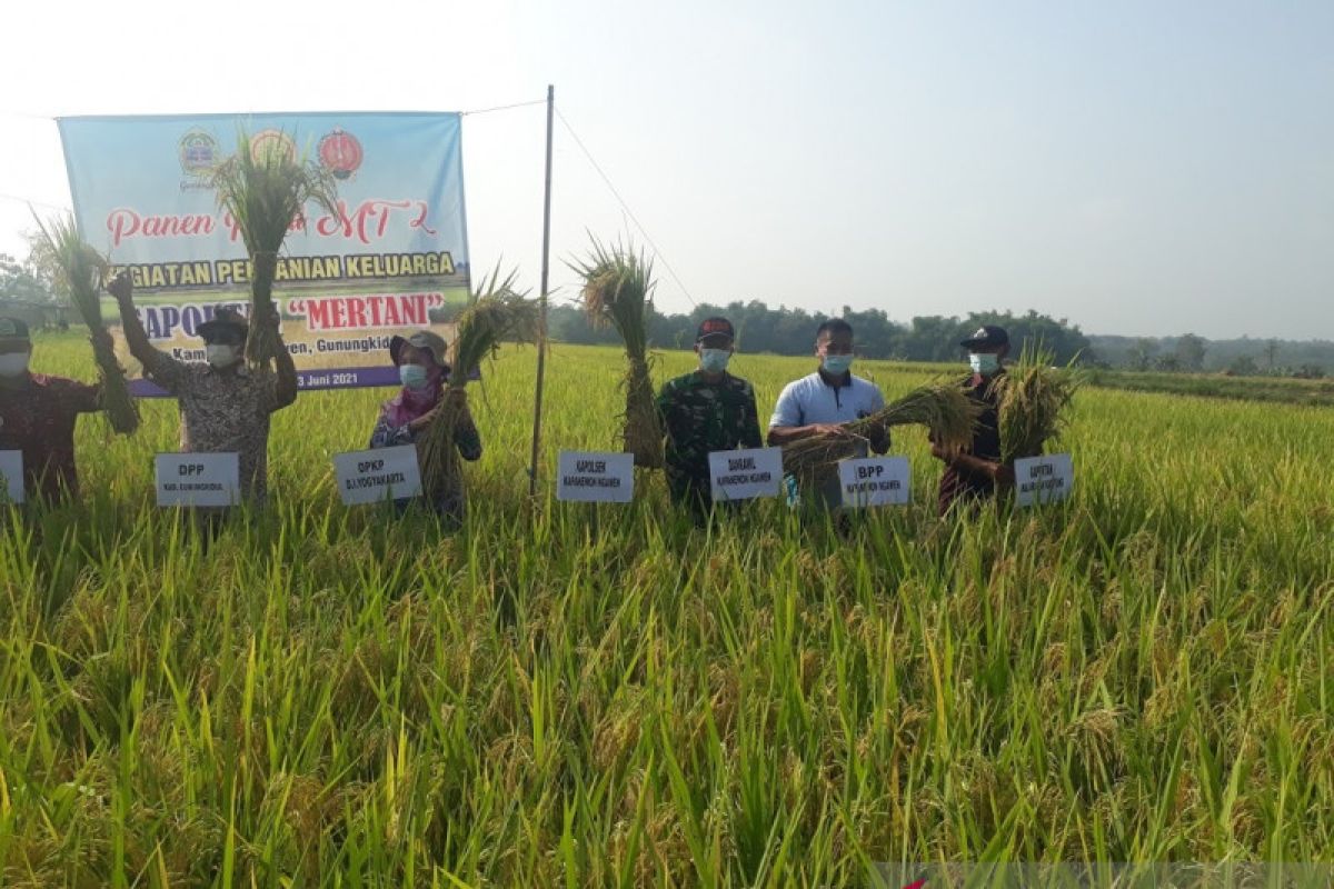 Realisasi produksi padi Gunung Kidul capai 281.284 ton GKG