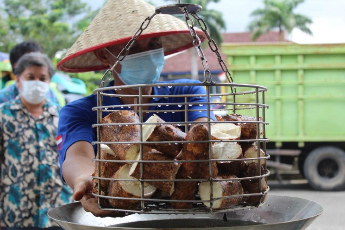 Lampung kembangkan beras analog sebagai alternatif pangan