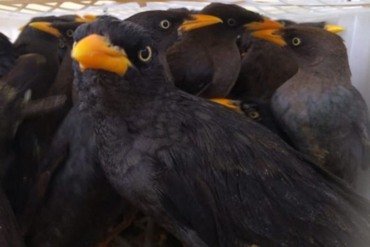 Karantina Pertanian Lampung gagalkan penyelundupan ribuan ekor burung