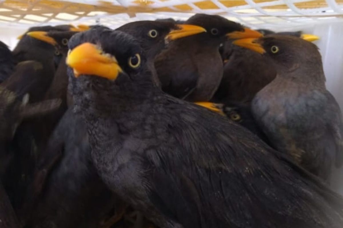 Balai Karantina Pertanian gagalkan penyelundupan ribuan burung di Pelabuhan Bakauheni