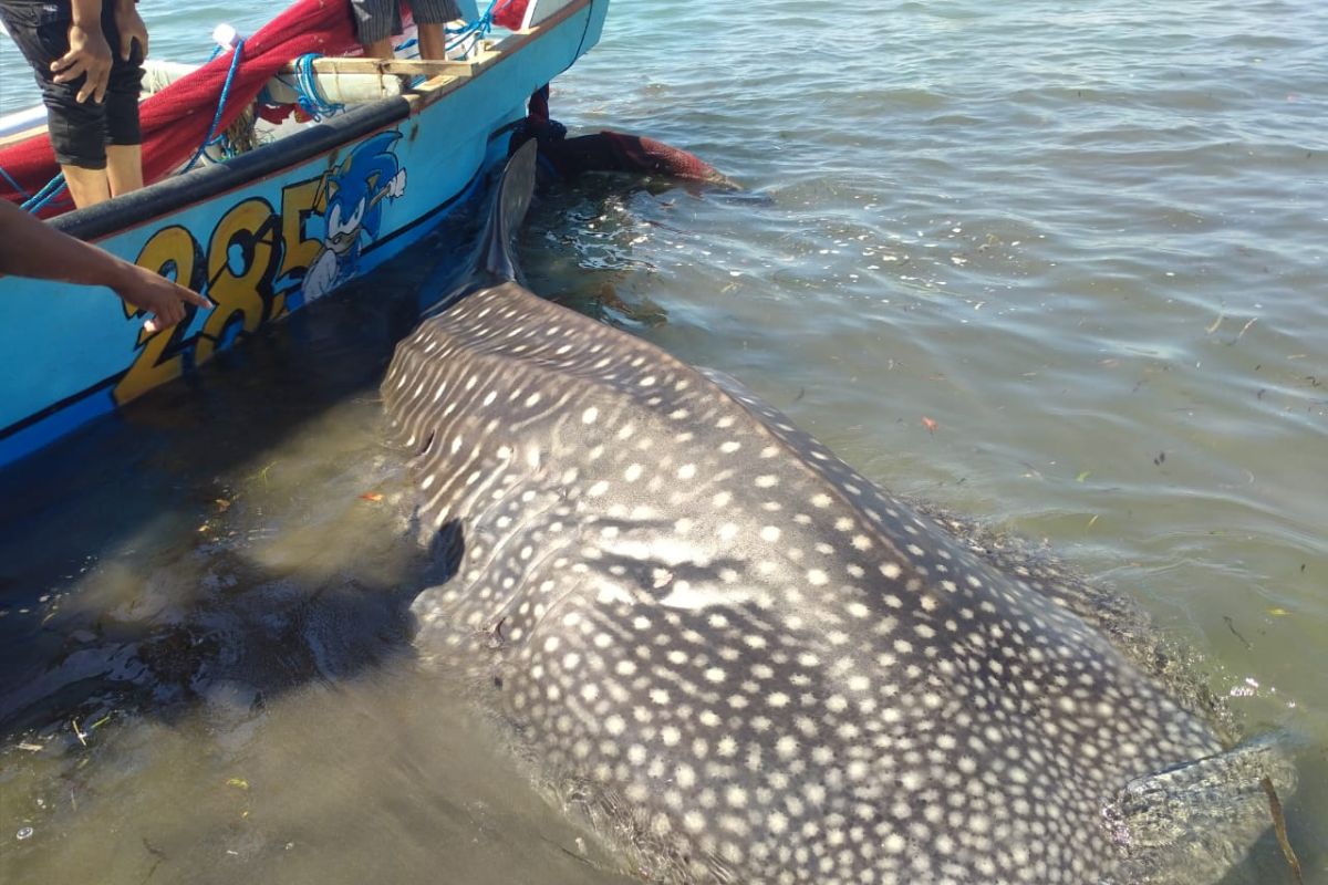 Petugas dan warga urunan ganti jala nelayan selamatkan hiu paus
