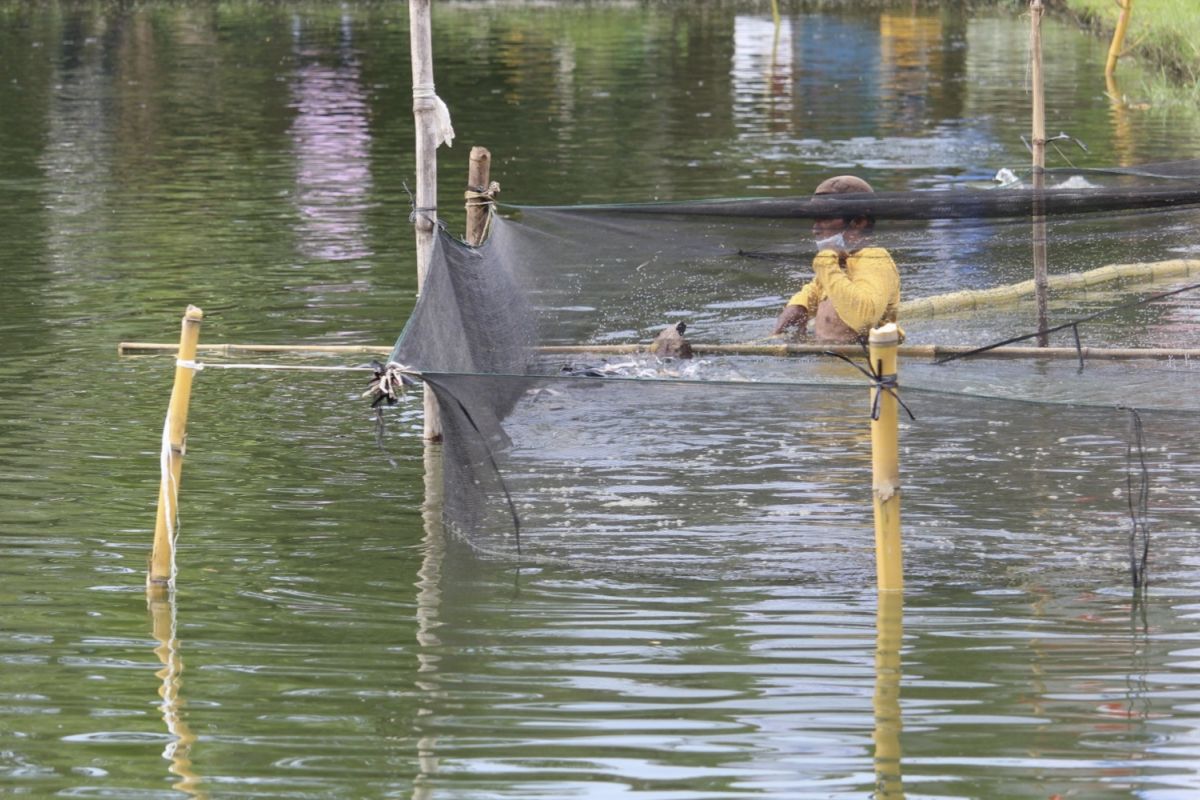 Dalam lima bulan, produksi udang vaname Dipasena  capai 6.216 ton