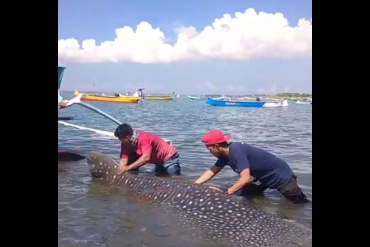 Heboh, Ikan hiu seberat 1,5 ton tertangkap nelayan Lungkak Lombok Timur