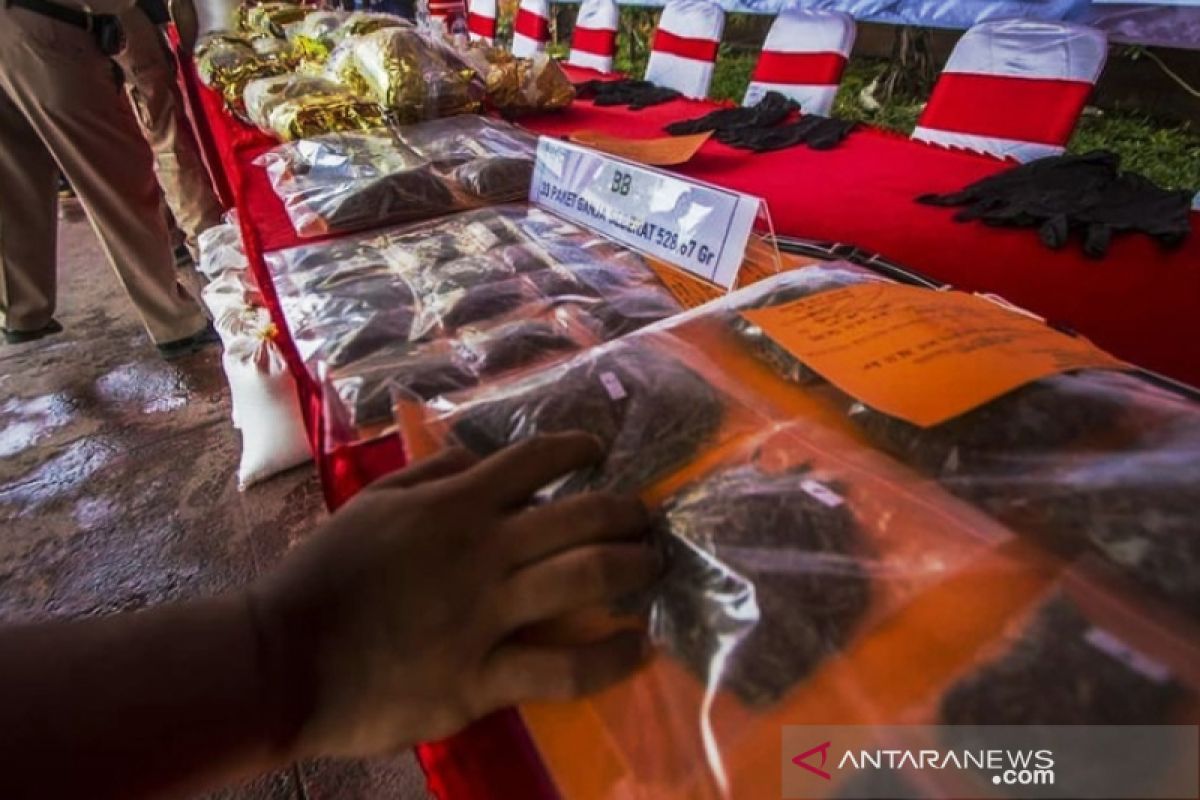 Polresta Banjarmasin selamatkan 528 orang dari pengungkapan kasus ganja