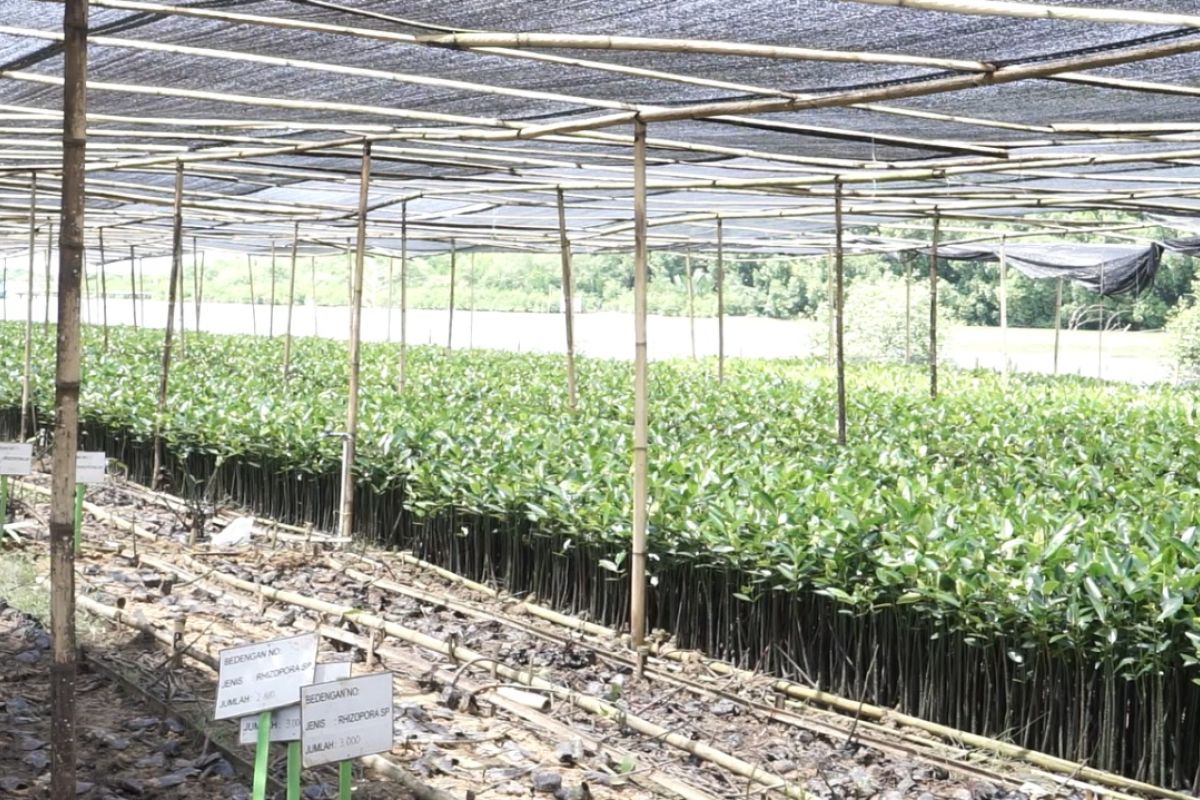 KKP tanam 105.000 bibit mangrove, cegah abrasi di Sumenep Jatim