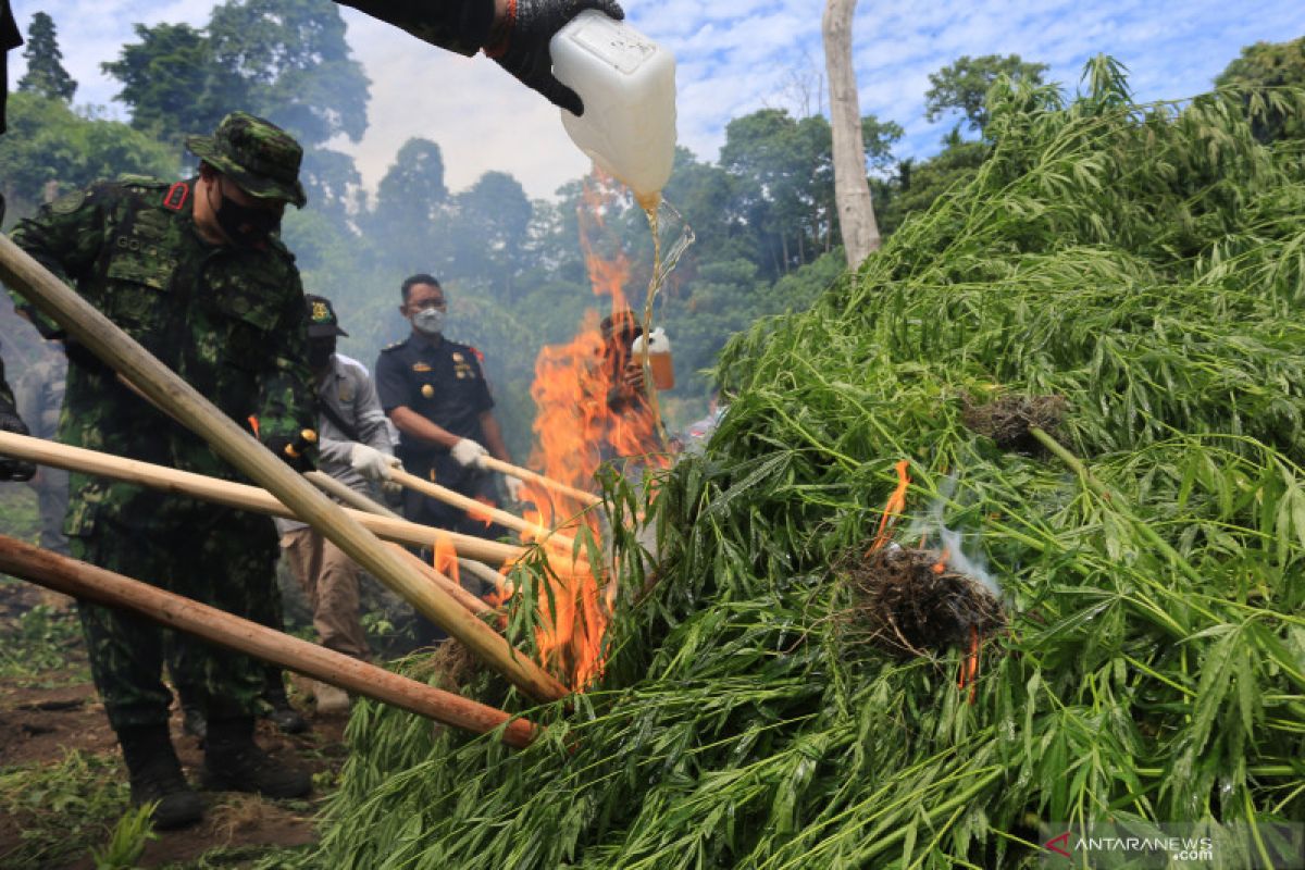 Pemusnahan dua hektare ladang ganja di Aceh