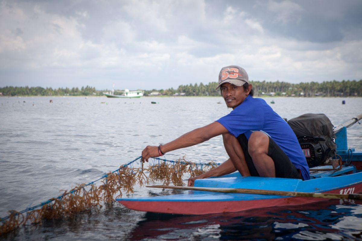 KKP ajak masyarakat gali potensi komoditas rumput laut