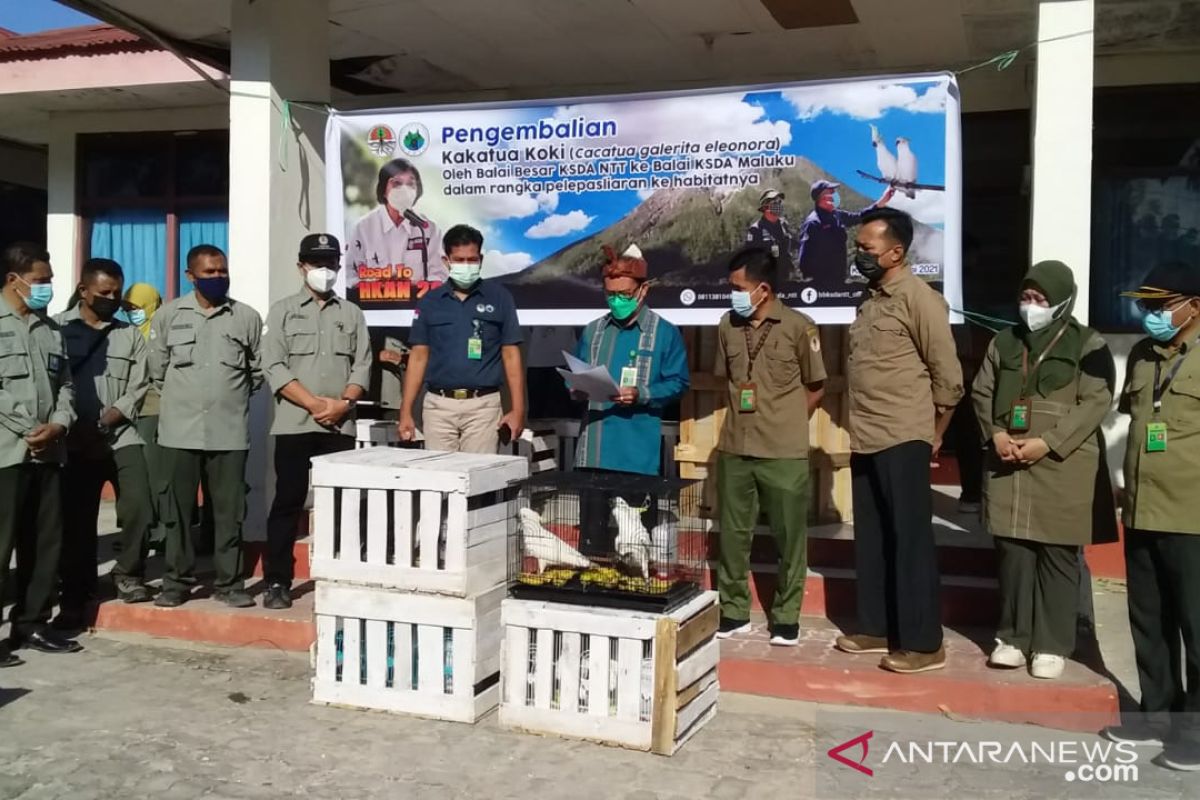 BBKSDA NTT kembalikan 23 ekor kakatua koki ke Maluku, semoga semuanya sehat