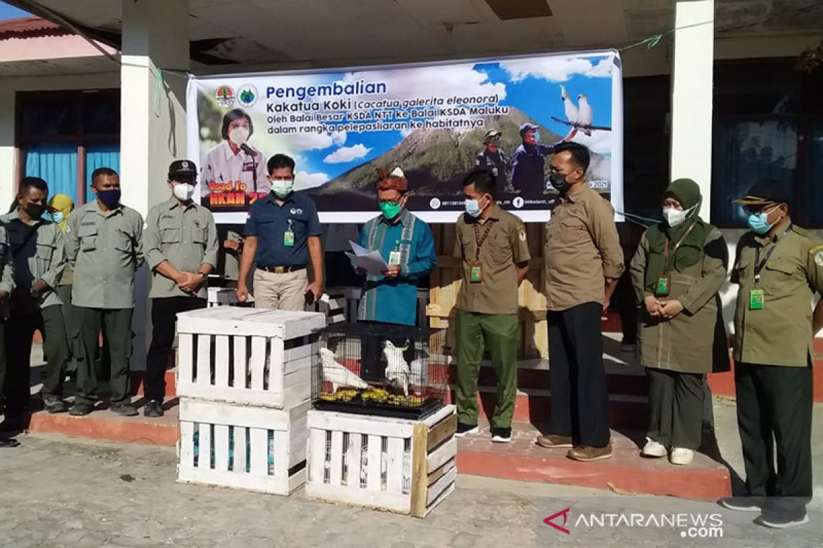 23 kakatua koki dikembalikan ke habitat alaminya di Maluku