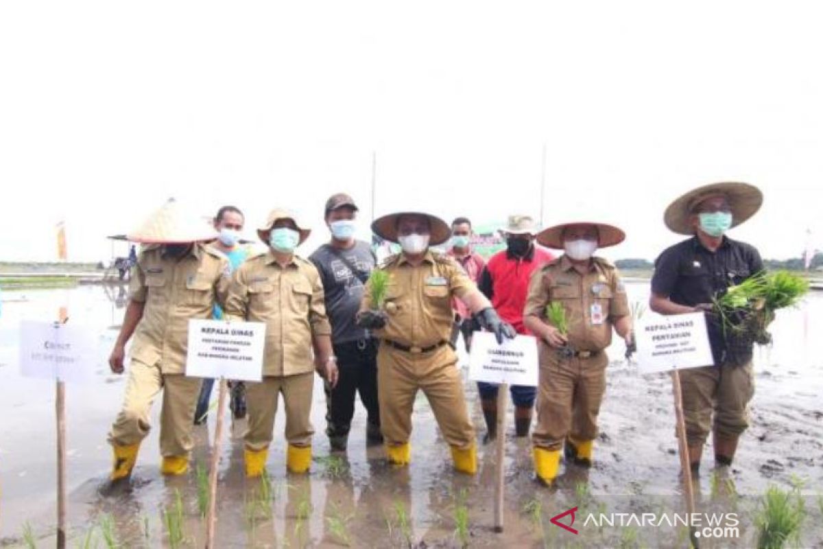 Gubernur Babel tanam padi tahap dua di Desa Pergam