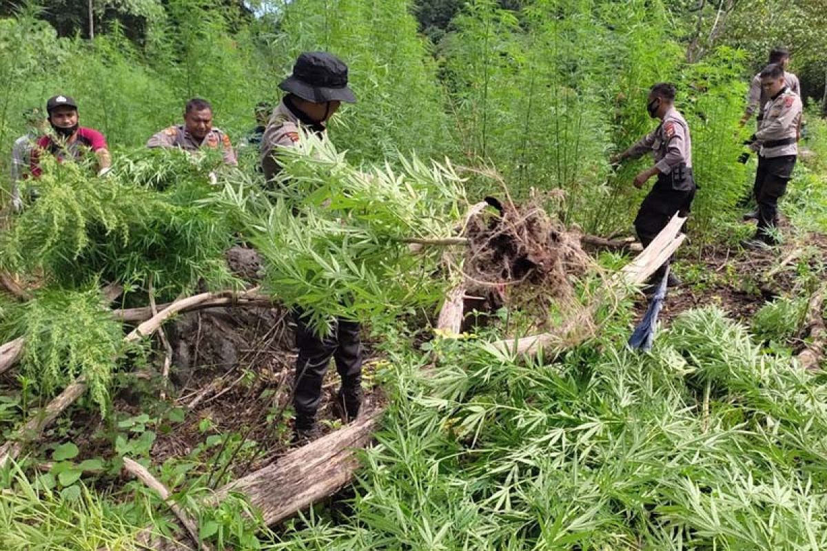 BNN musnahkan dua hektare ladang ganja