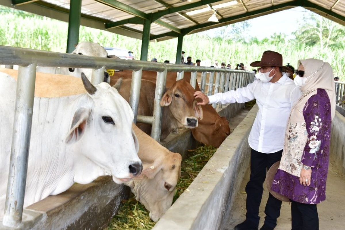 Sumut kembangkan instalasi  pembibitan sapi dorong produksi daging