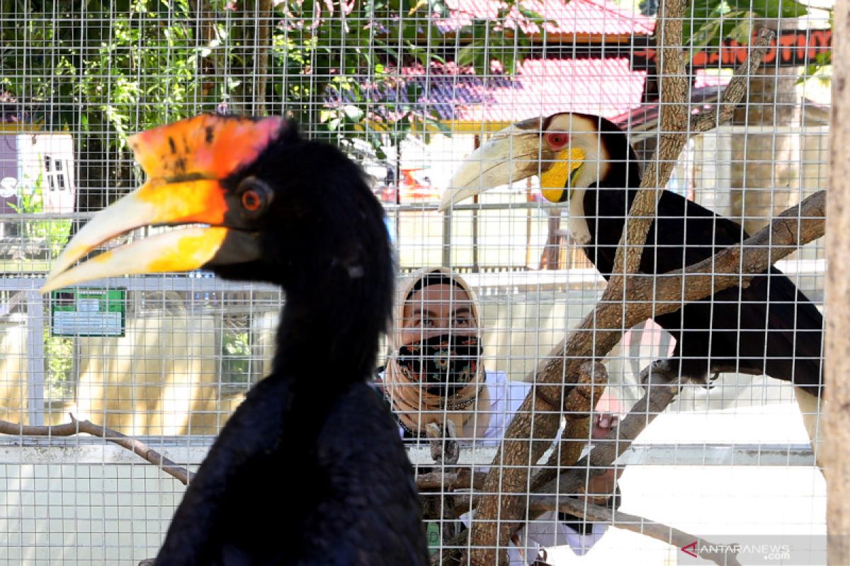 Burung rangkong  langka masih mudah dijumpai di hutan Abdya