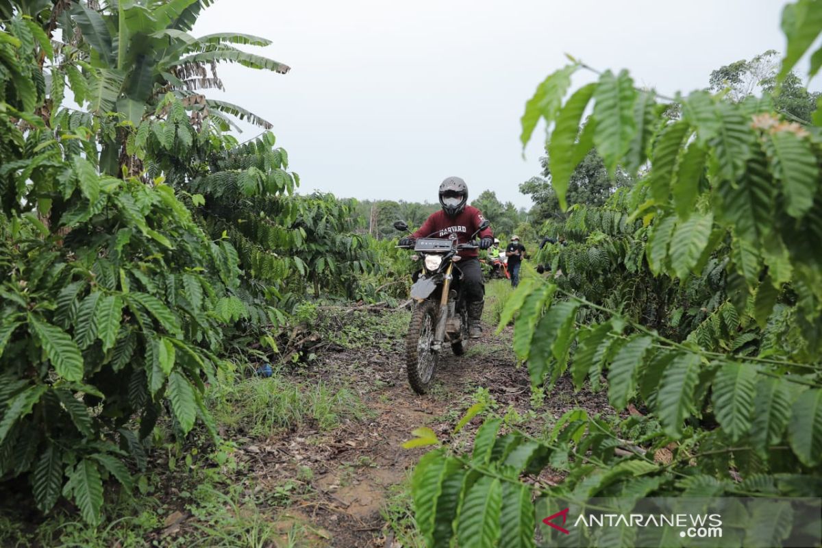 Pemprov Kepulauan  Babel sediakan 350 hektare kembangkan perkebunan kopi