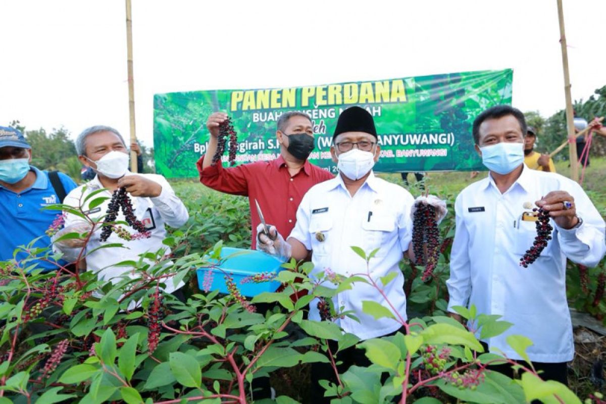 Wabup Banyuwangi panen perdana ginseng merah