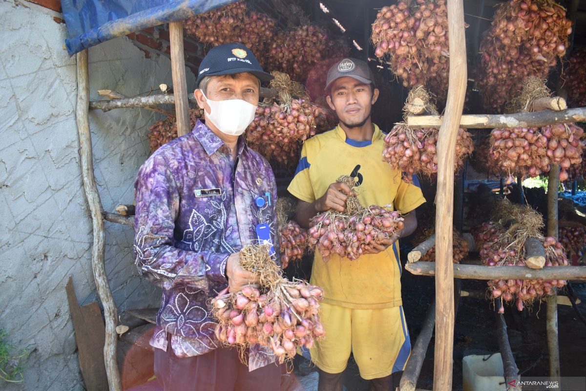 Distanhorbun Tala sukses tangkarkan benih bawang merah di Desa Ambungan