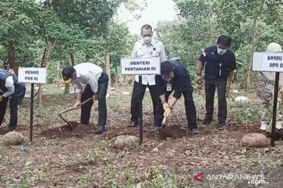 Menko PMK, Mentan, dan Gubernur Jatim panen porang di Klangon Madiun