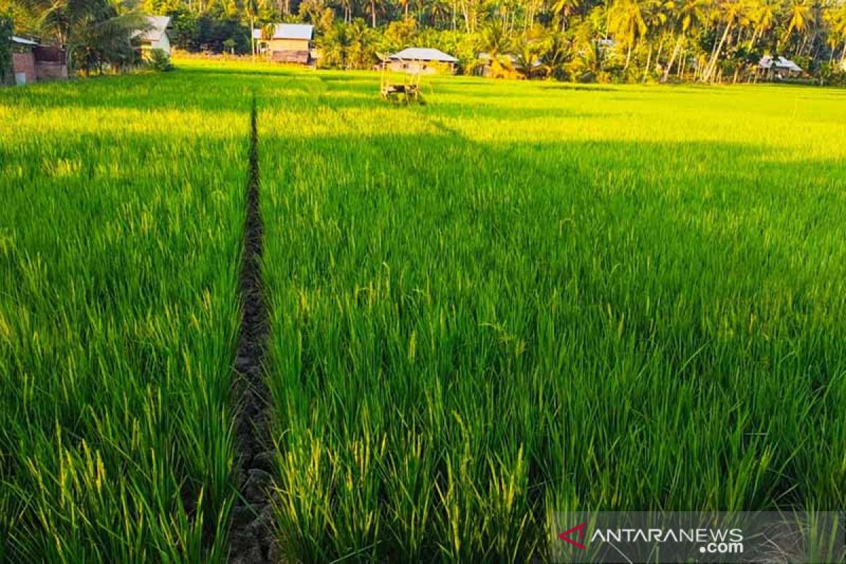 Pemkab Aceh Utara tingkatkan produktivitas padi dengan benih unggul