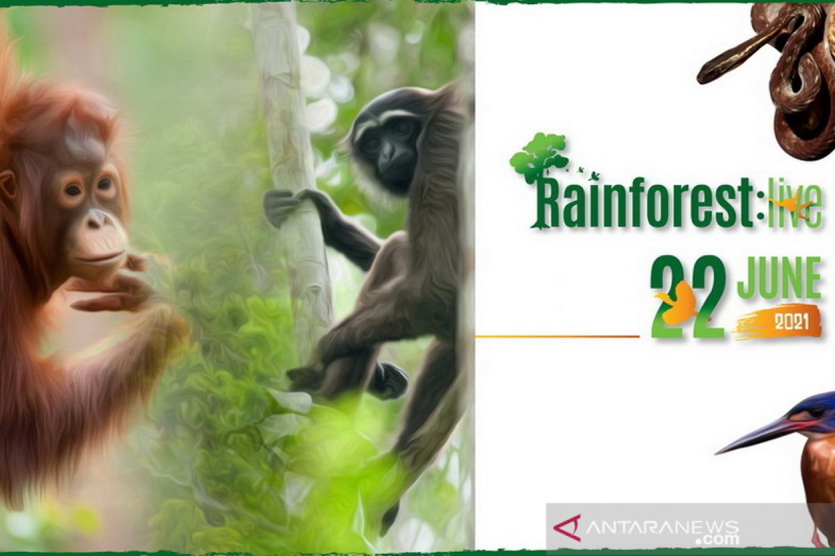 BNF to hold online program Rainforest Live on June 22