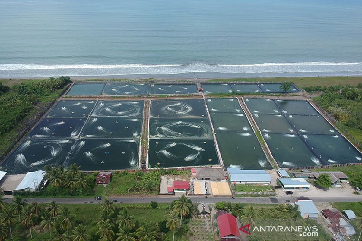 Gubernur dorong tambak udang di Sumbar sesuai aturan