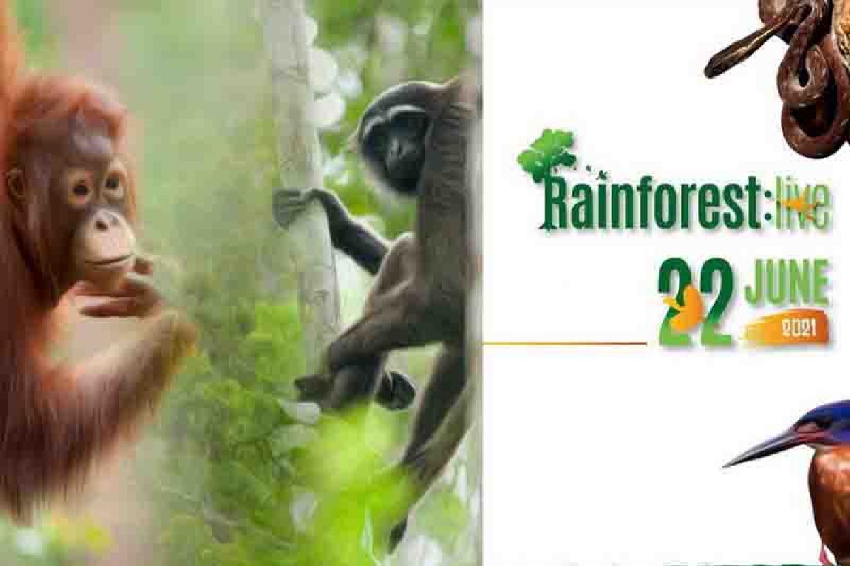 BNF to hold online program Rainforest Live on June 22