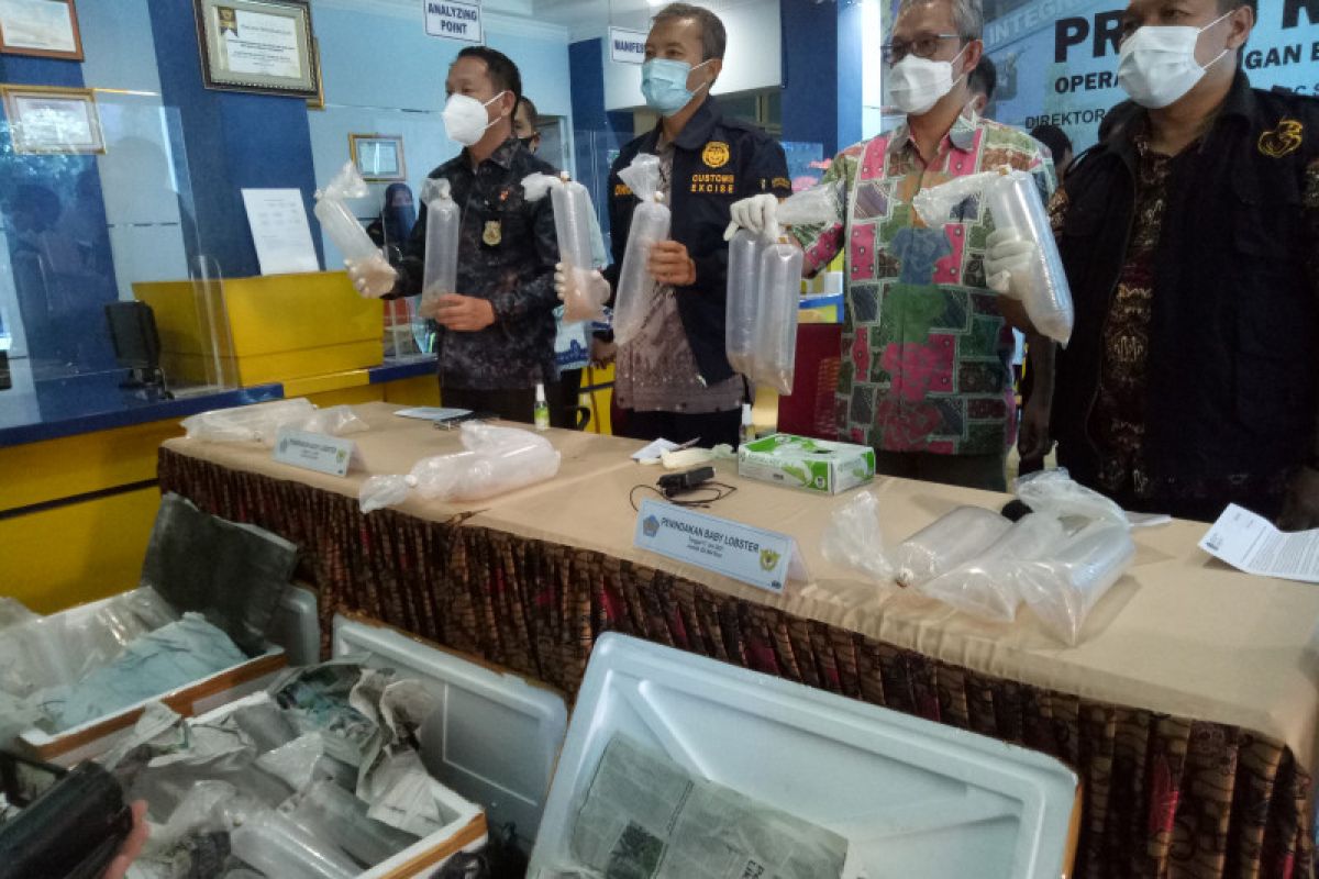 Tim gabungan gagalkan penyelundupan benur Rp33,8 miliar di Palembang