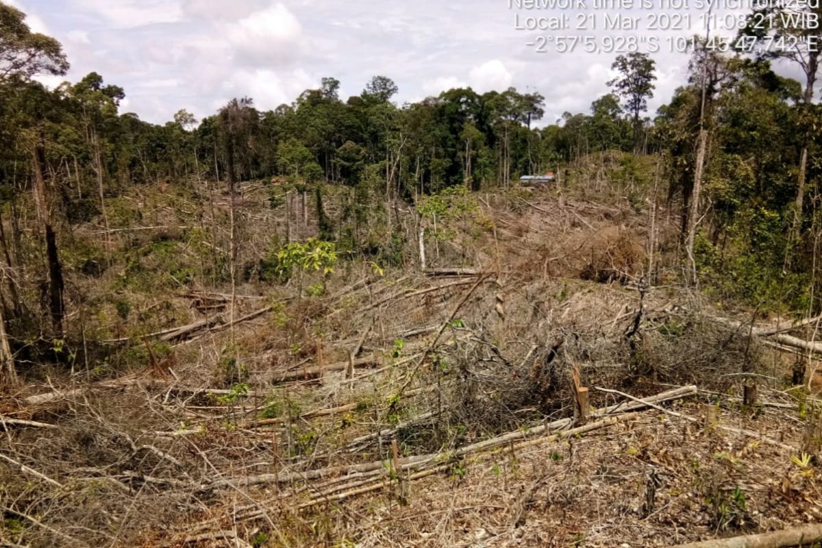 KPHP Mukomuko laporkan perambah hutan