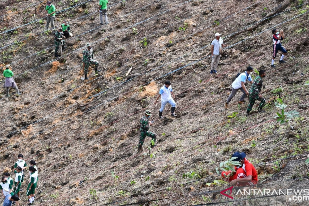 Pemerintah kota Sorong dan PLN tanam 1.000 pohon di lahan kritis