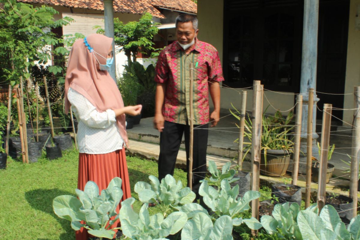 KWT Lampung kelola lahan pekarangan cegah konflik gajah dengan manusia