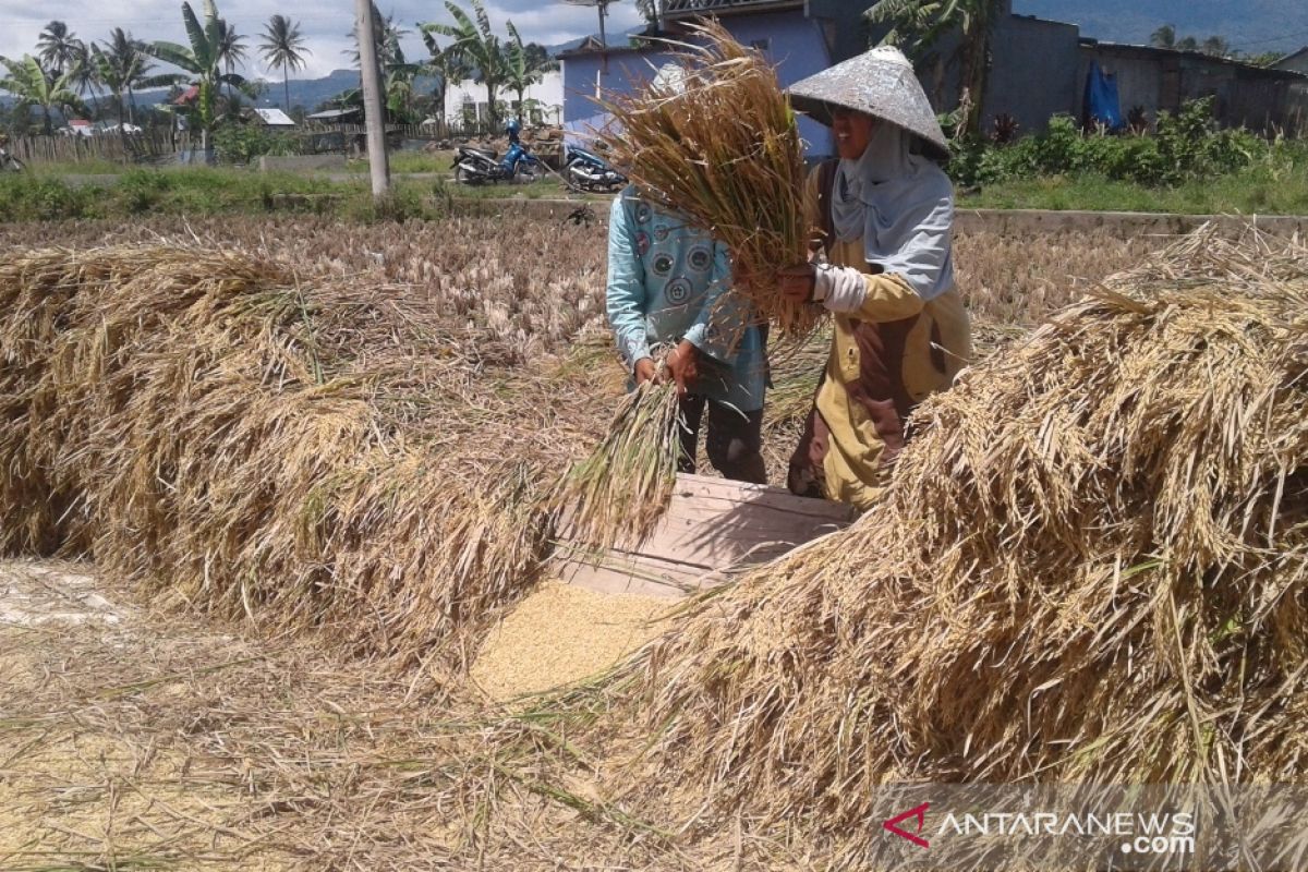 Bulog Rejang Lebong serap 875 ton beras petani