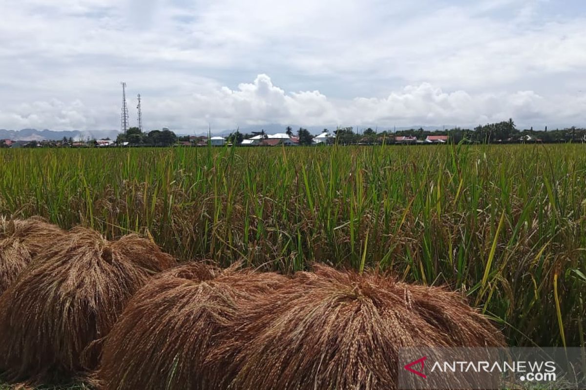 Sektor pertanian jadi penyumbang terbesar pertumbuhan ekonomi Sulawesi Selatan