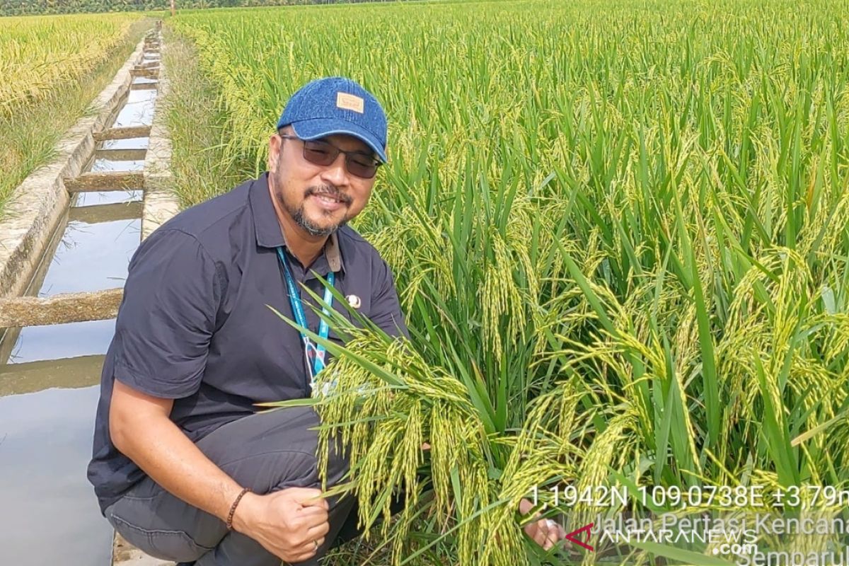 Pengembangan padi khusus di Kalbar mencapai 715 hektare
