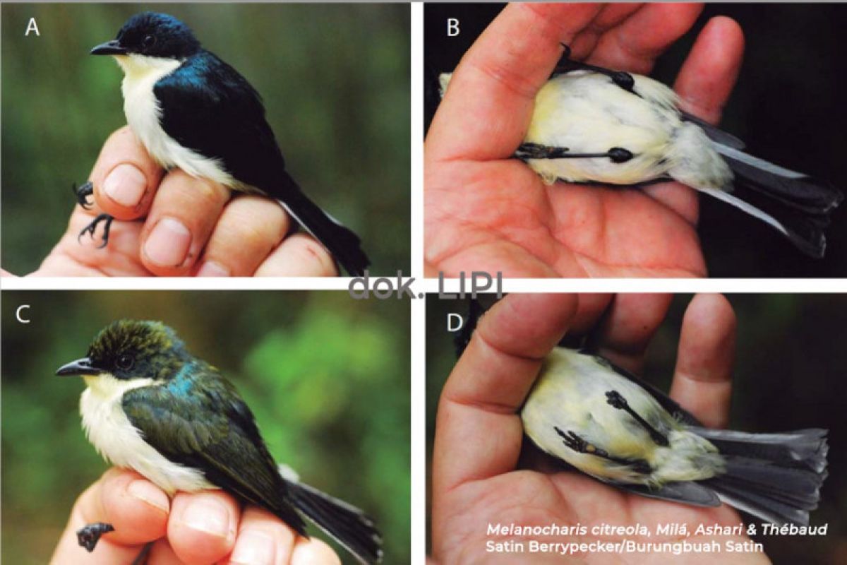LIPI temukan jenis baru Burungbuah di pegunungan Papua Barat
