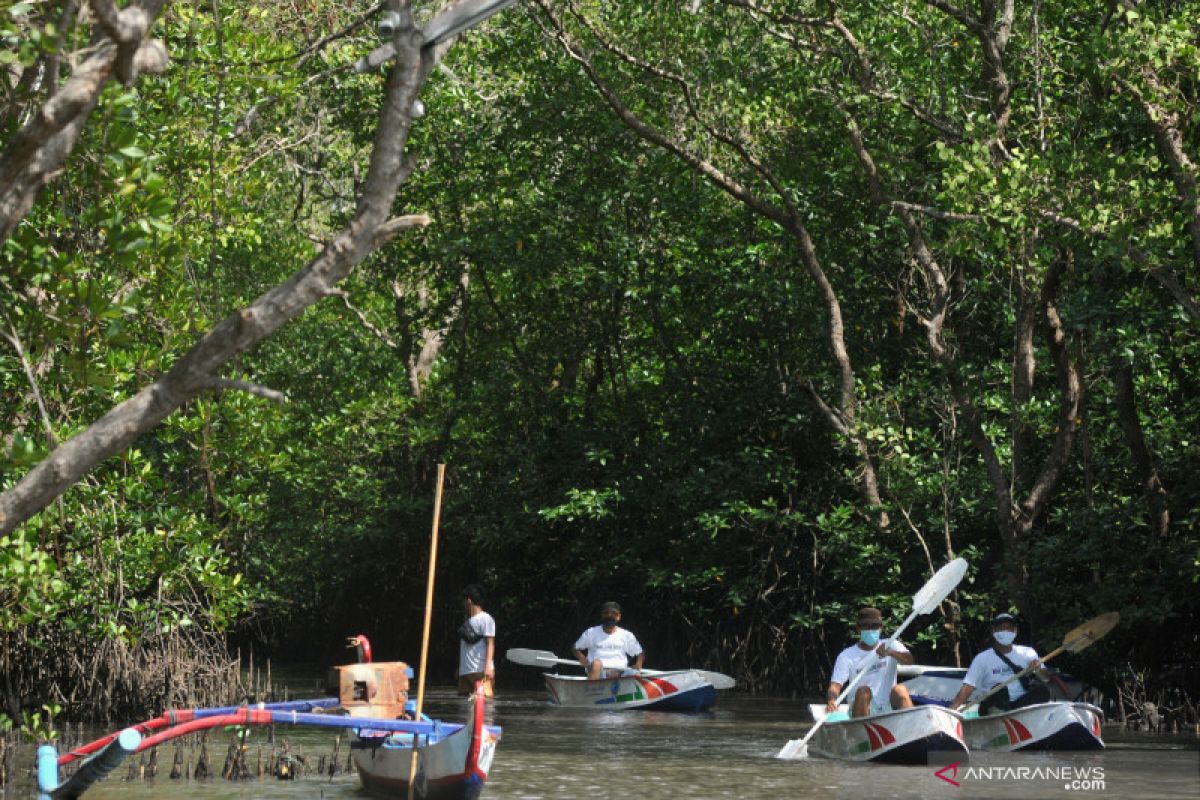 Preserving Indonesia's mangroves crucial for climate change mitigation