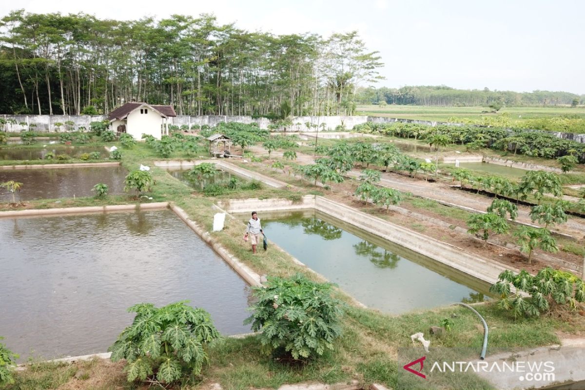 Potensi perikanan air tawar di Rowokangkung Lumajang dikembangkan