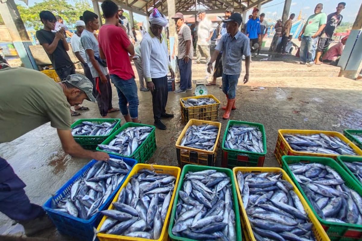 Tangkapan Melimpah Harga Ikan Tongkol Di Aceh Timur Anjlok Antara