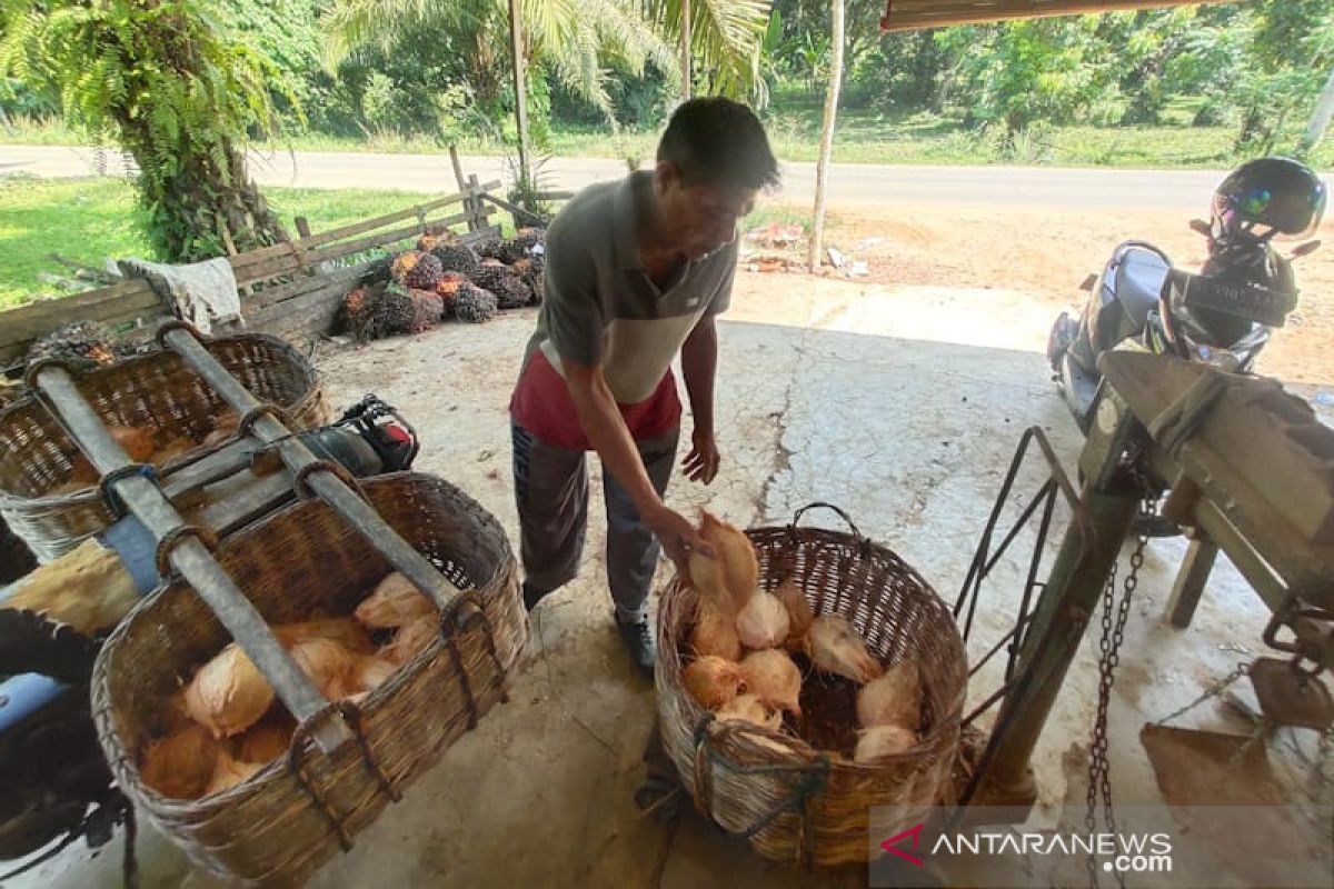 Harga kelapa naik drastis di Aceh Timur naik