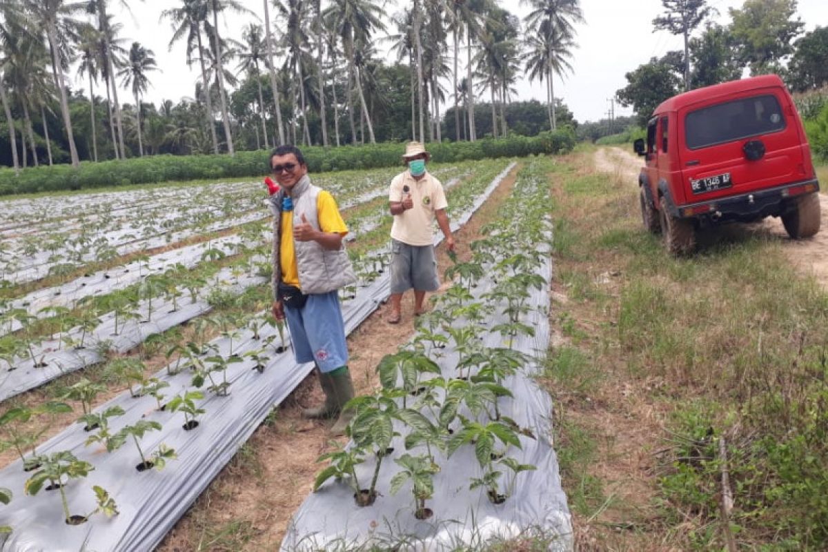 Petani Lampung mulai budidayakan porang tingkatkan ekonomi