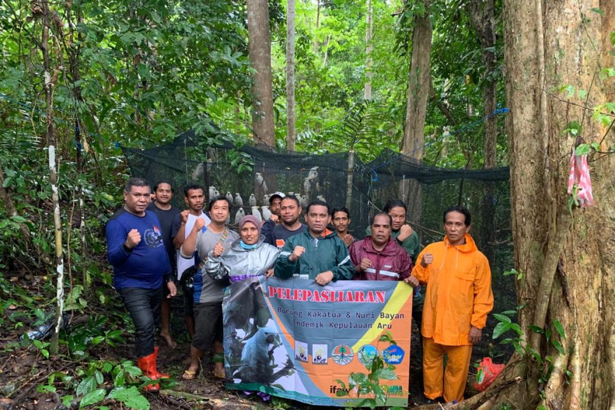 150 satwa endemik burung dan reptil dilepasliarkan di hutan Kepulauan Aru