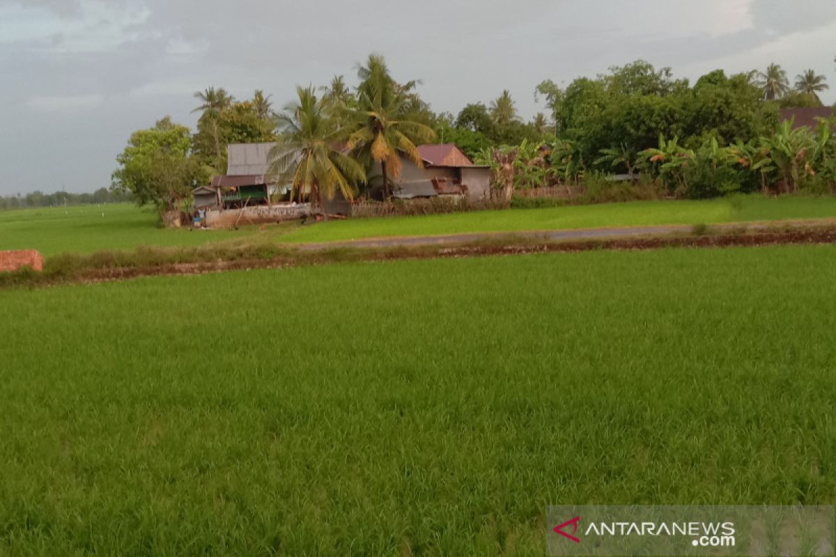 Pemprov Sulsel siapkan 1.000 sumur bor untuk tingkatkan produksi pertanian