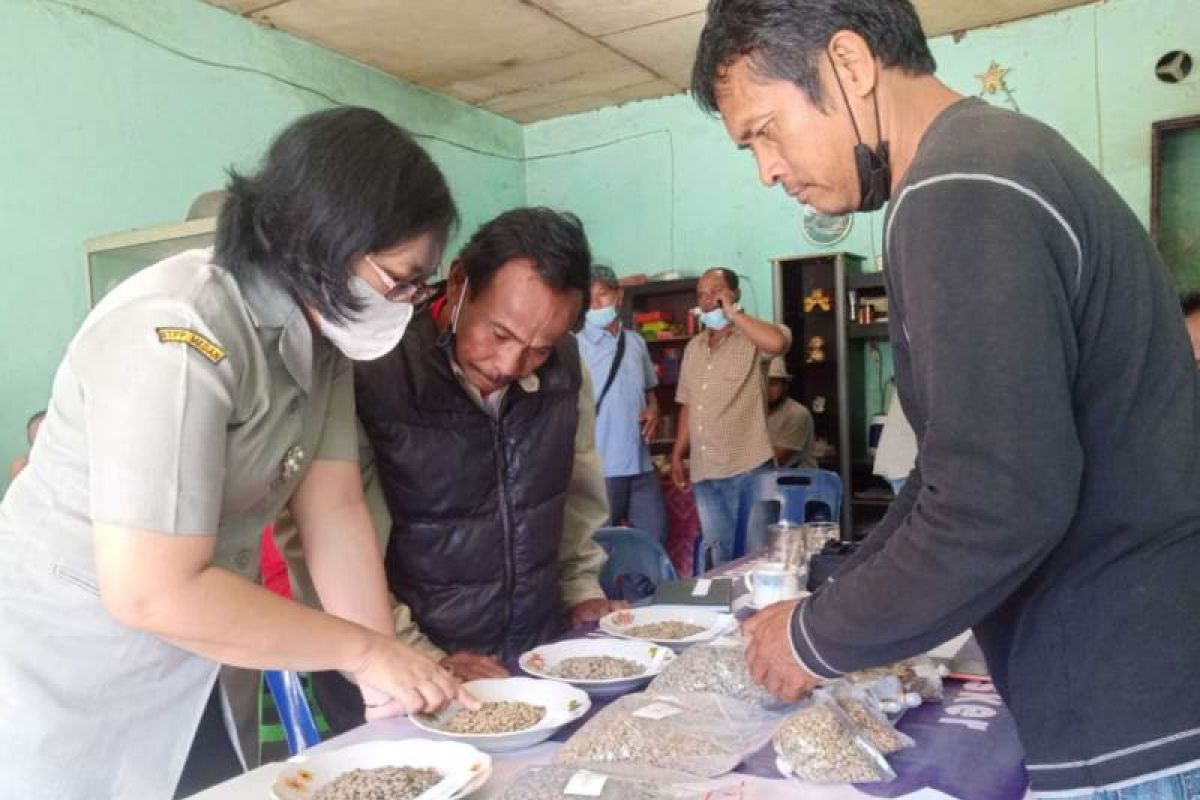Polbangtan Medan edukasi petani kopi di  Simalungun
