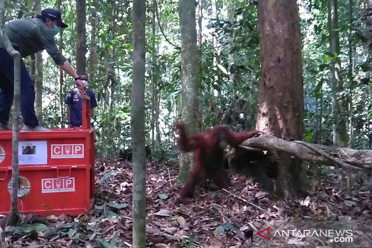 COP-BKSDA Kaltim lepas liarkan orangutan  di Sungai Lesan