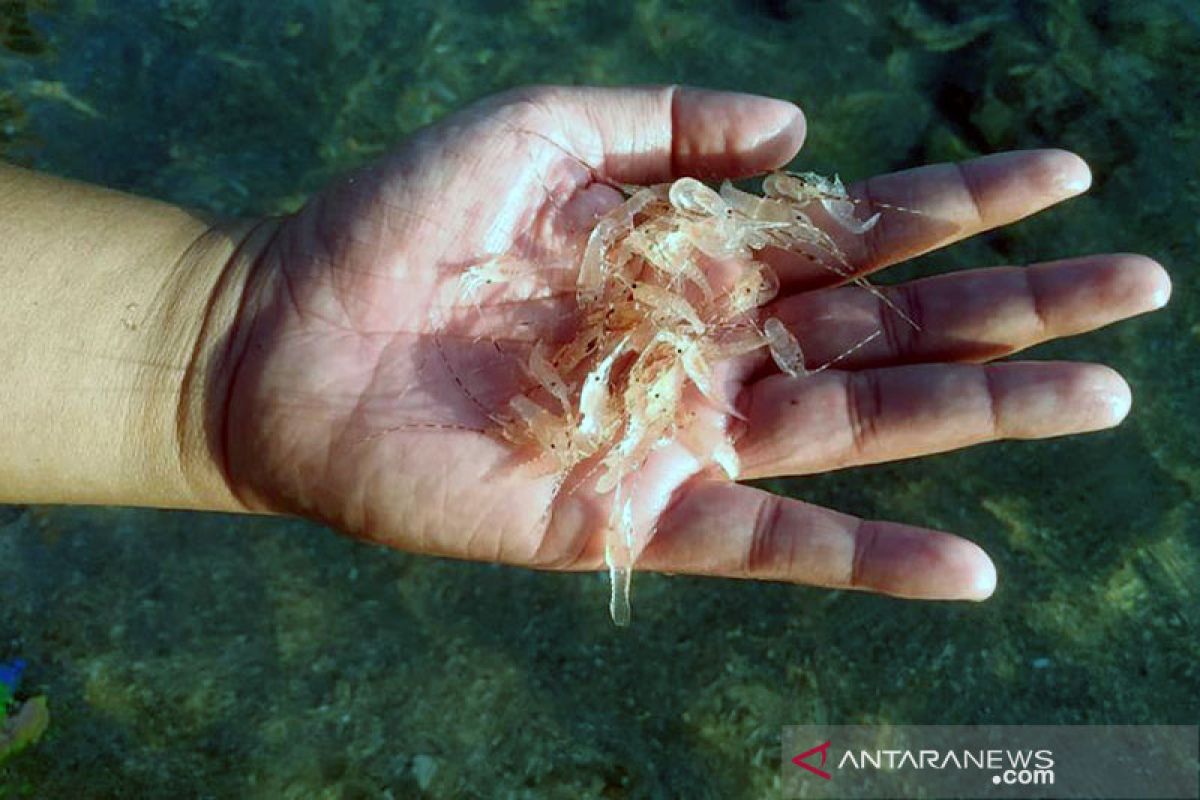 KKP: Benih bening lobster hanya untuk pembudidayaan dalam negeri