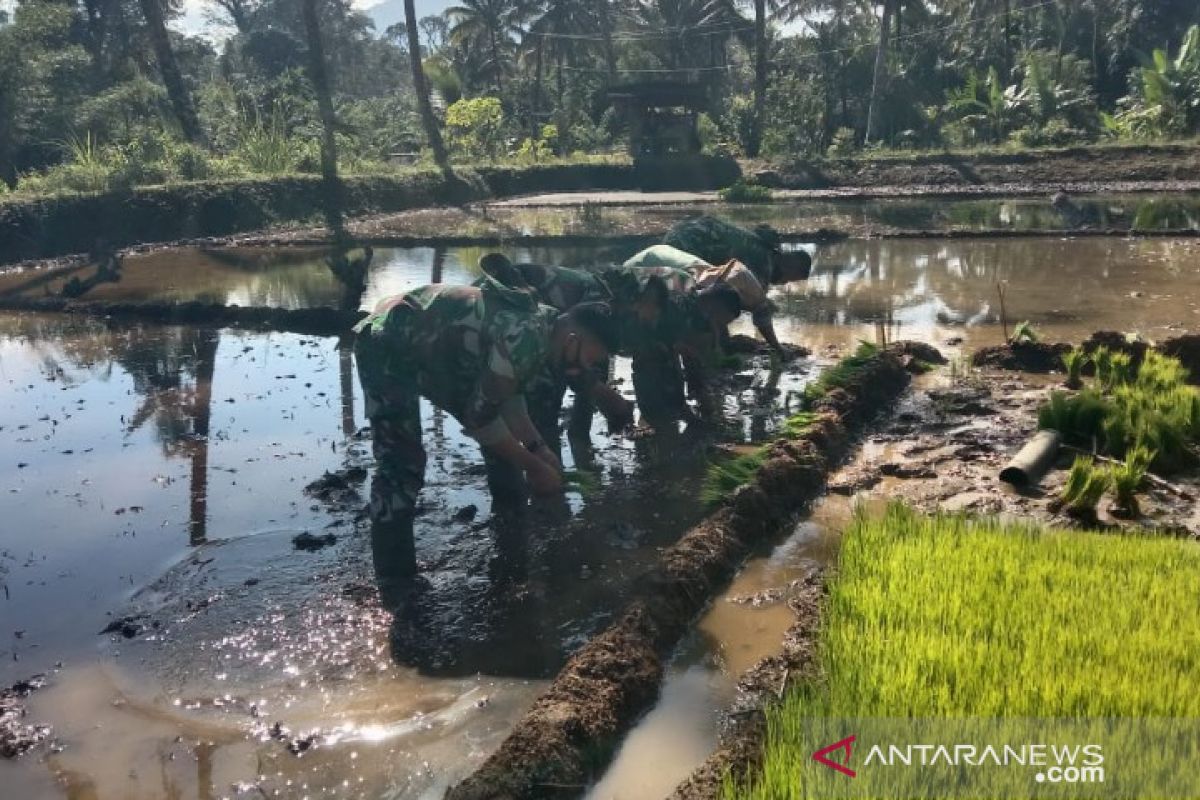 TNI bantu warga bercocok tanam padi di Desa Sihuom