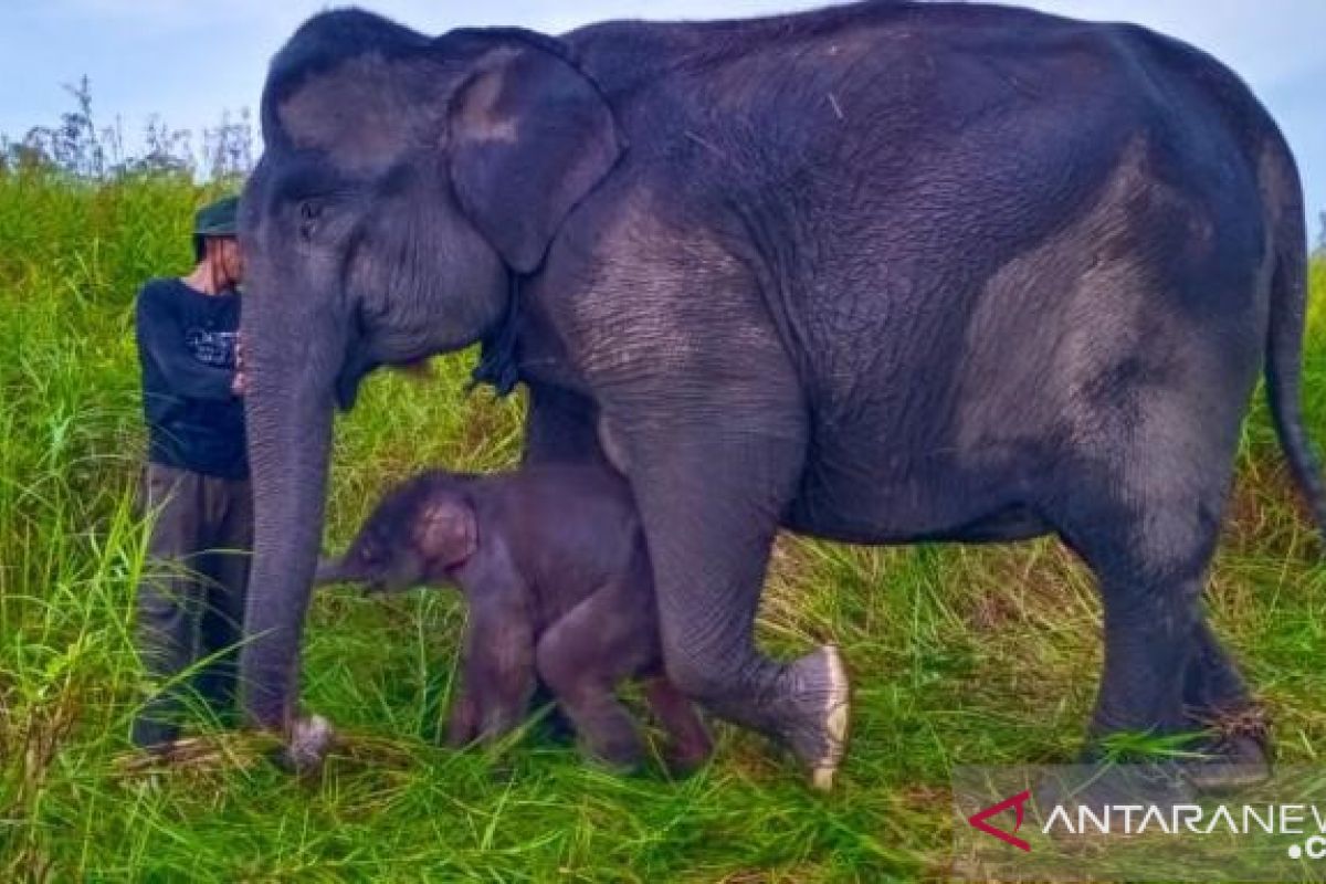 Anak gajah sumatera lahir di Suaka Margasatwa Padang Sugihan Sumsel