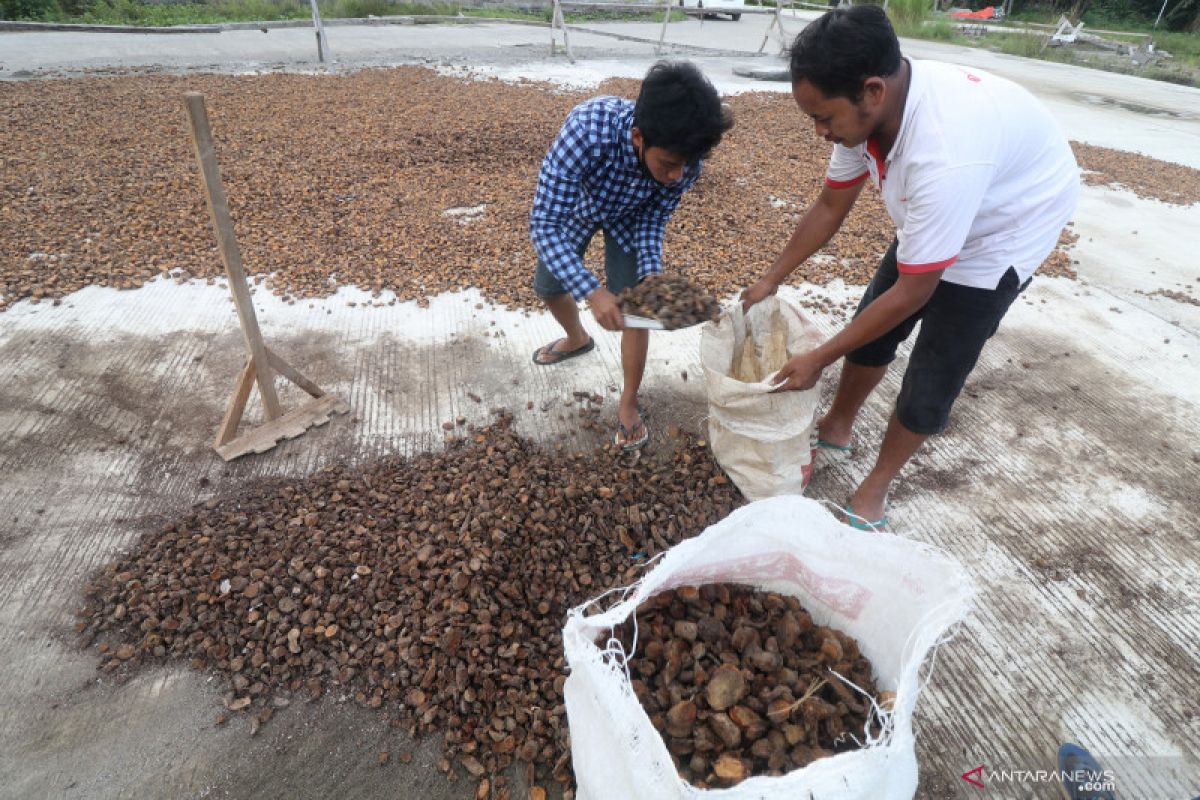 BRIN rancang alat pengering bahan baku obat berbasis tenaga surya