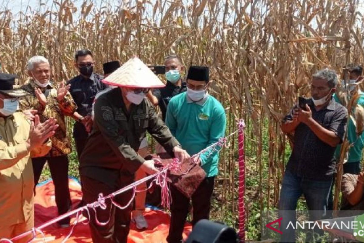 Wamentan Harvick tinjau panen raya jagung di Pekanbaru