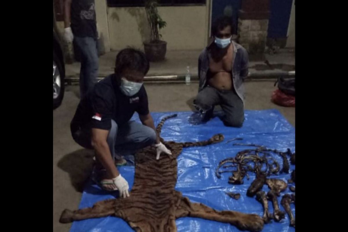 Tim KLHK-Polda Bengkulu tangkap penjual kulit dan tulang harimau sumatera