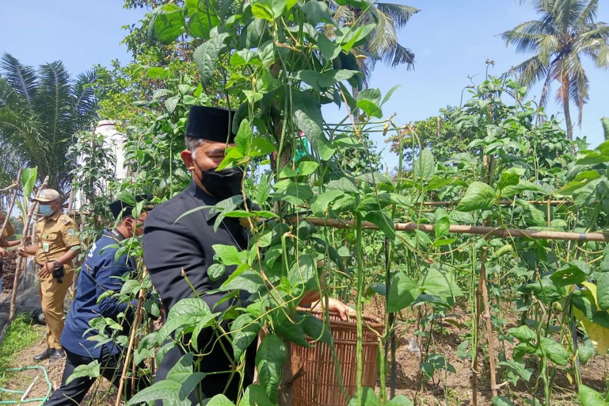 Panen kacang  panjang  Walikota Jambi minta warga Danau Teluk manfaatkan lahan tidur