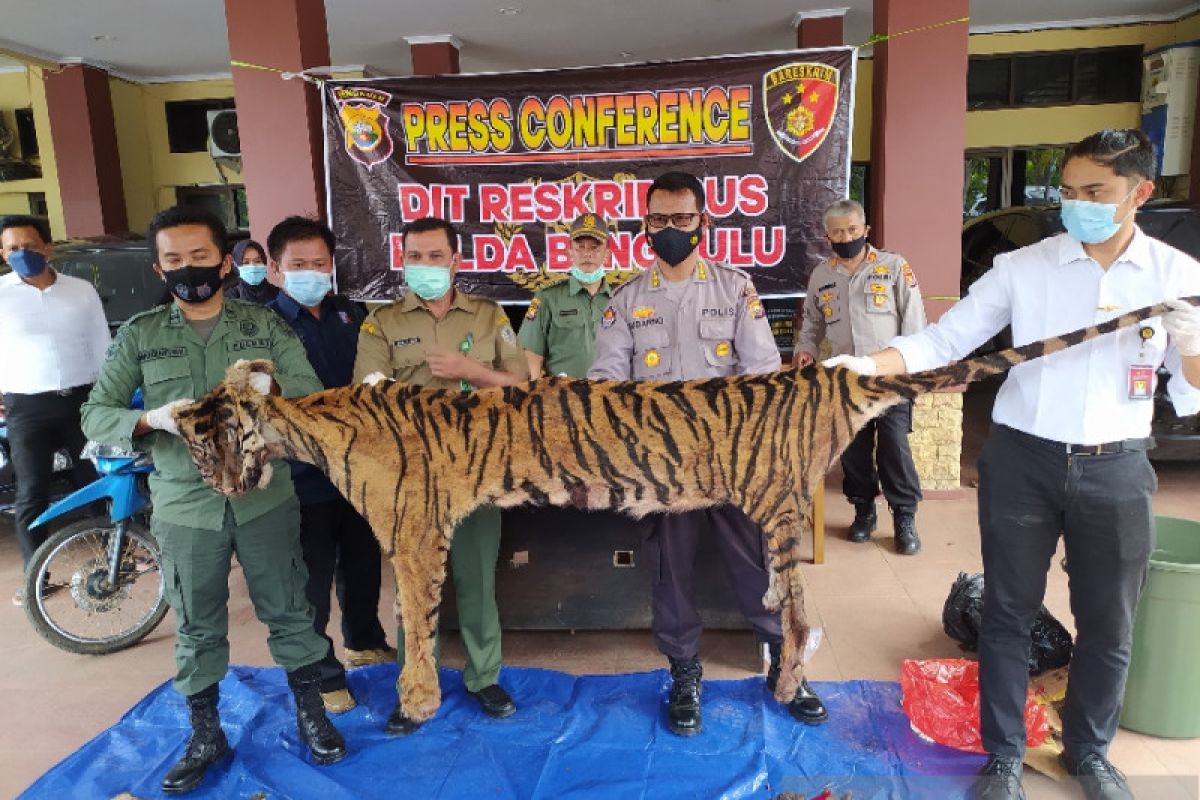 Polisi memburu dua pelaku sindikat perdagangan harimau di Bengkulu